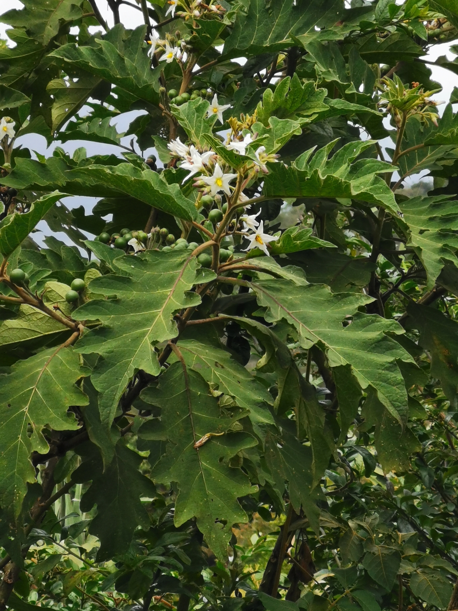 Solanum stellatiglandulosum