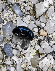 Gastrophysa janthina