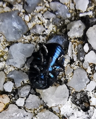 Gastrophysa janthina