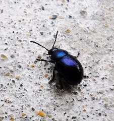 Gastrophysa janthina