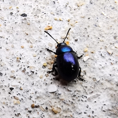 Gastrophysa janthina
