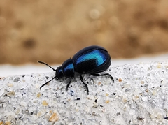 Gastrophysa janthina