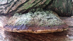 Phellinus badius