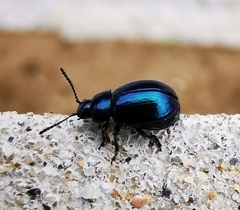 Gastrophysa janthina