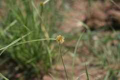 Cyperus erectus