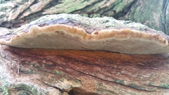 Phellinus badius