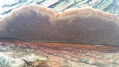 Phellinus badius