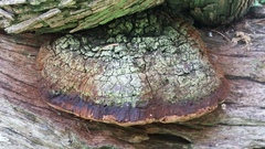 Phellinus badius