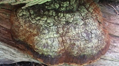 Phellinus badius