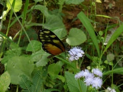 Pteronymia picta notilla