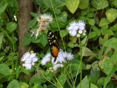 Pteronymia picta notilla