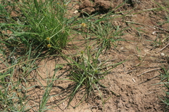 Cyperus erectus