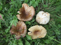 Russula pectinatoides