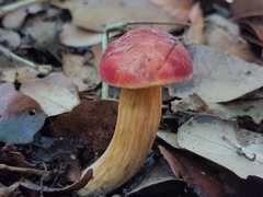 Hortiboletus campestris