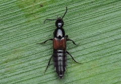 Philonthus corruscus