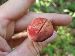 Hortiboletus campestris