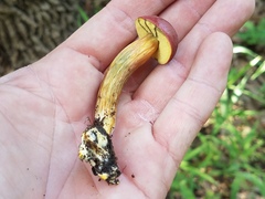 Hortiboletus campestris