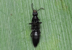 Philonthus corruscus