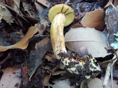 Hortiboletus campestris