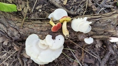 Hortiboletus campestris