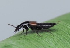 Philonthus corruscus