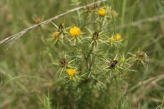 Berkheya pinnatifida ingrata