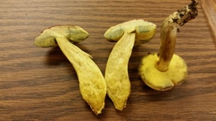 Hortiboletus campestris