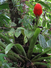 Guzmania conifera