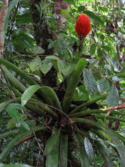 Guzmania conifera