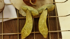 Hortiboletus campestris