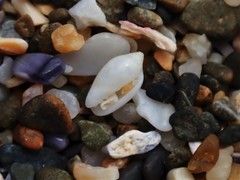 Austroginella translucida