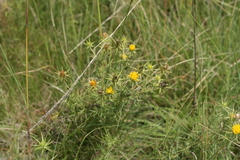 Berkheya pinnatifida ingrata