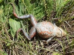 Rana amurensis
