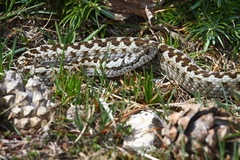 Vipera ursinii