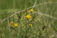 Berkheya pinnatifida ingrata