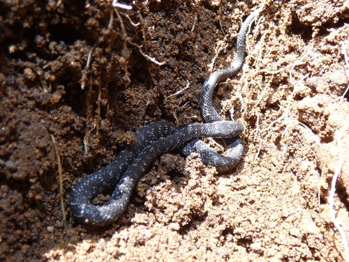 Cope's Coffee Snake