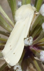 Copablepharon grandis