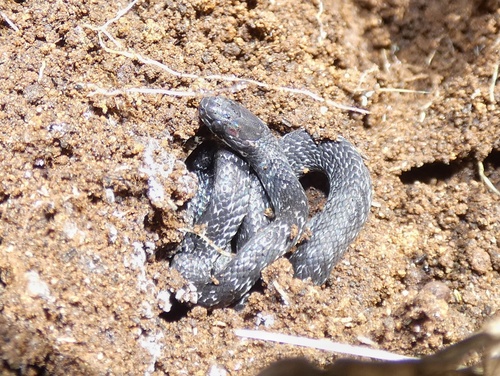 Cope's Coffee Snake