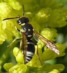 Stenodynerus anormis