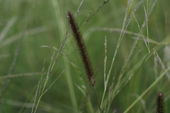 Setaria nigrirostris
