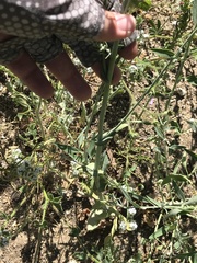 Caulanthus amplexicaulis