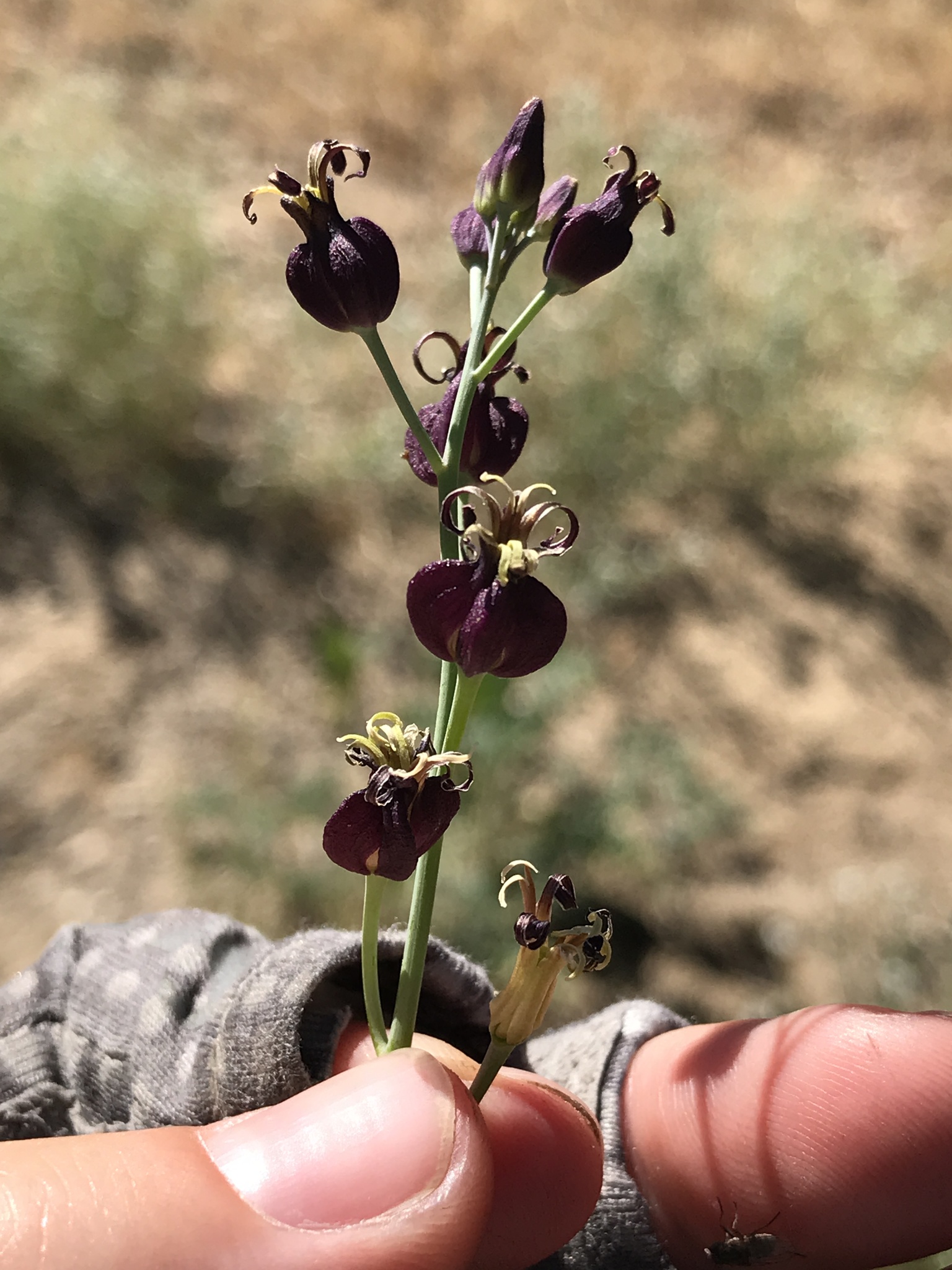Caulanthus amplexicaulis