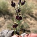 Caulanthus amplexicaulis - Photo (c) Maisie Borg, μερικά δικαιώματα διατηρούνται (CC BY-NC-SA), uploaded by Maisie Borg