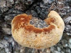 Phellinus everhartii