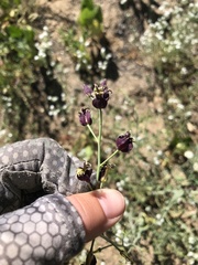 Caulanthus amplexicaulis