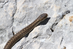 Vipera ursinii