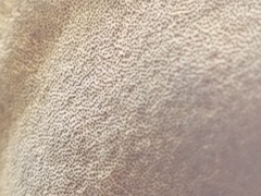 Phellinus everhartii