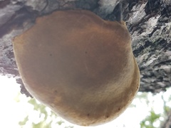 Phellinus everhartii