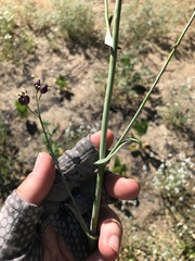 Caulanthus amplexicaulis