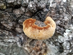 Phellinus everhartii